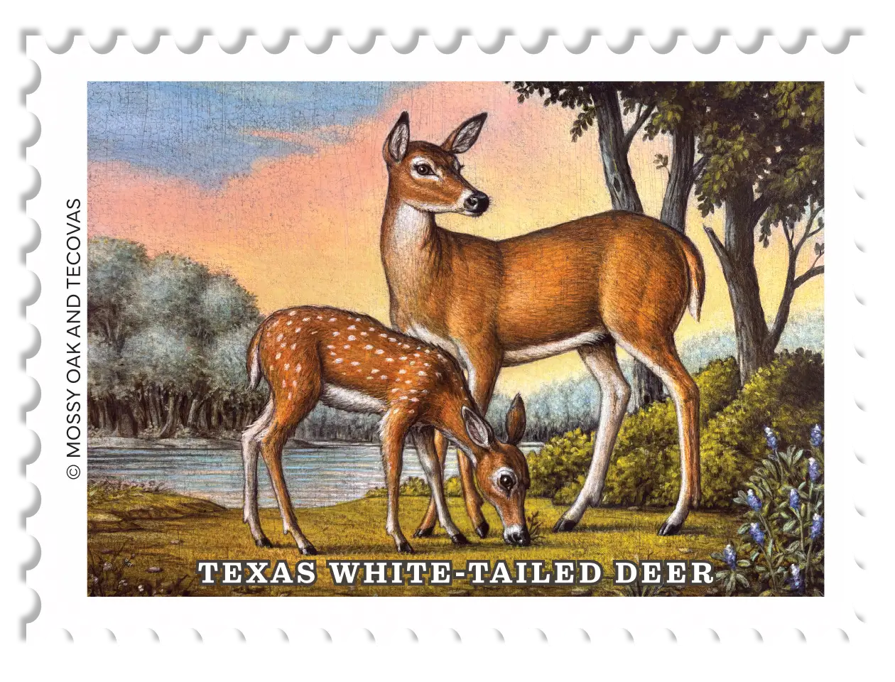 2026 Texas White-Tailed Deer Conservation Stamp – The Mossy Oak Store