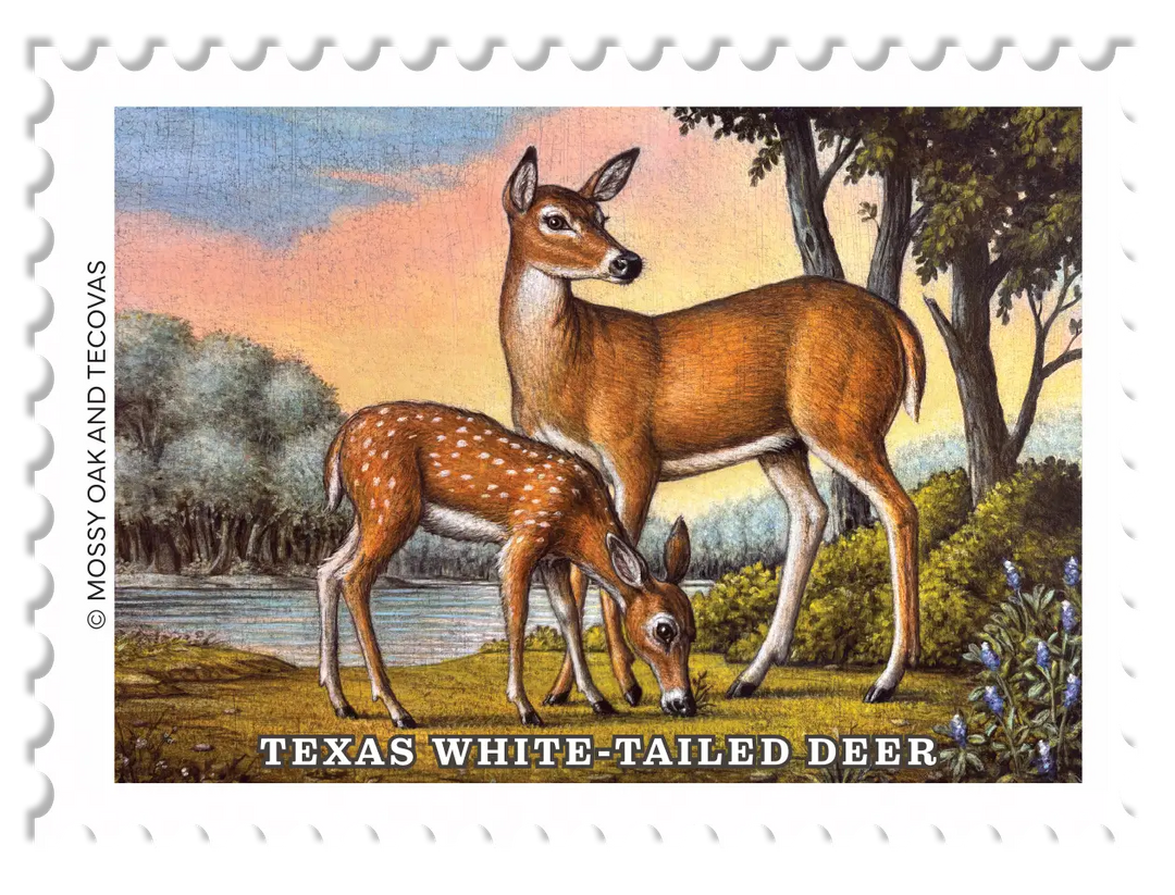 2026 Texas White-Tailed Deer Conservation Stamp – The Mossy Oak Store