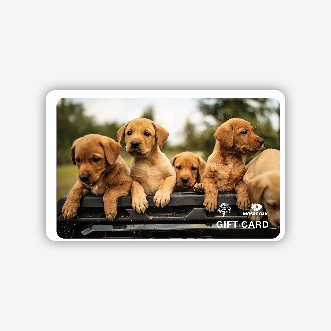 5 cute puppies looking over the side of a stationary pickup truck bed.
